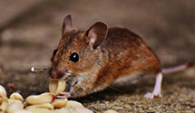 24 Hour & Emergency Exterminators in Twin Falls, ID